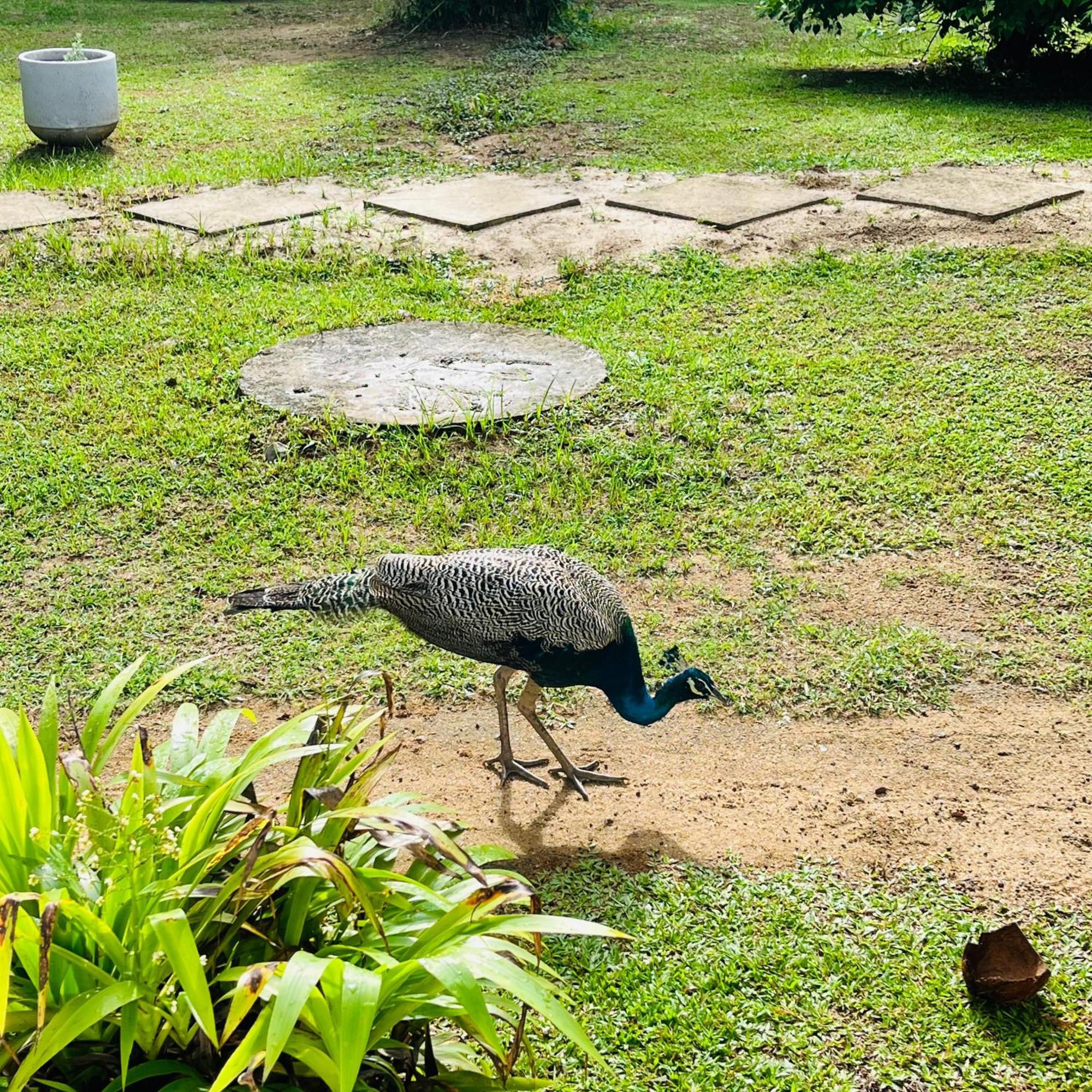 Hanguk Lanka Lagoon Villa Tangalle Eksteriør bilde