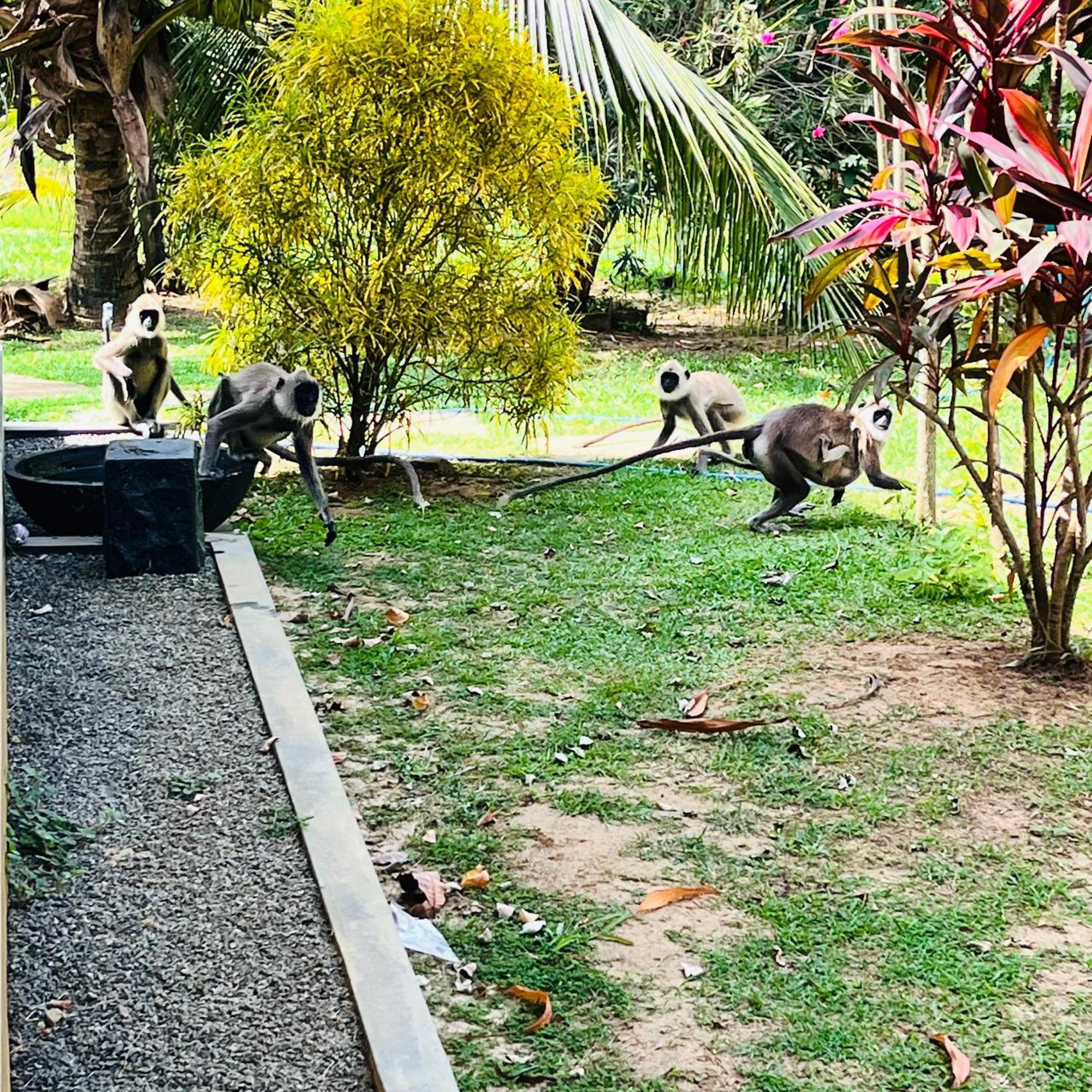 Hanguk Lanka Lagoon Villa Tangalle Eksteriør bilde